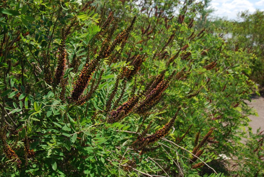 Амфора кустарникоовая
