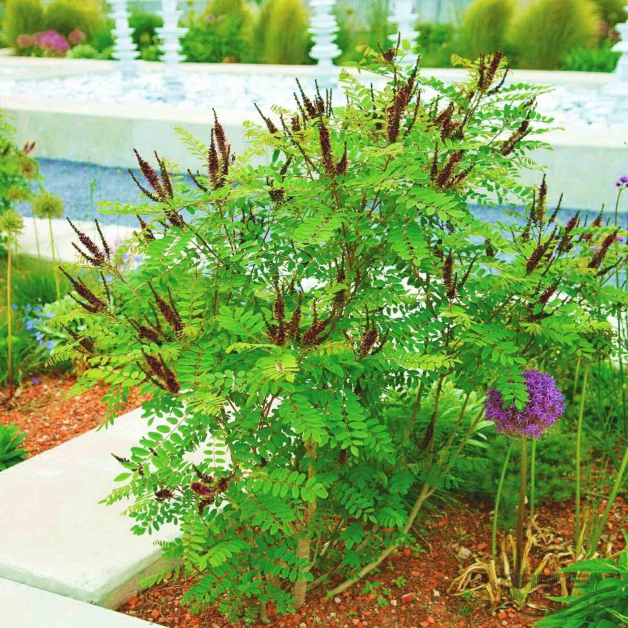 Аморфа фрутикоза