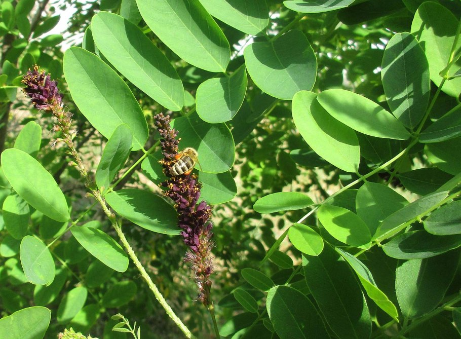 Аморфа кустарниковая