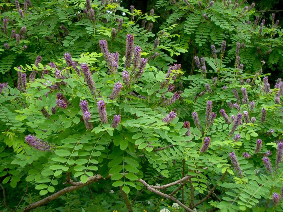 Акация Аморфа