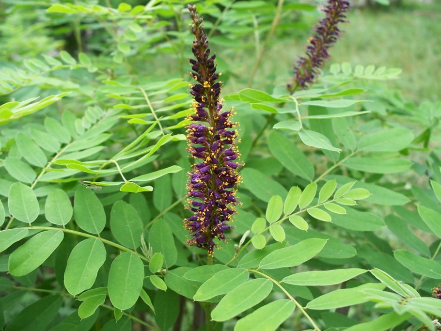 Аморфа полукустарниковая (Amorpha fruticosa l.).