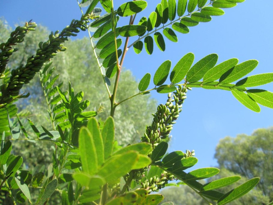 Аморфа седоватая