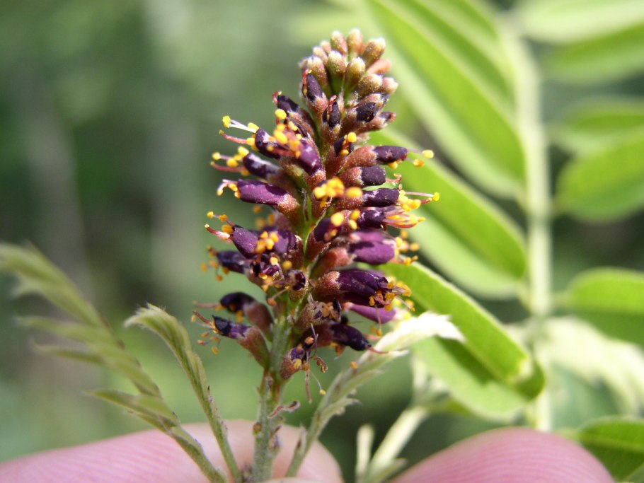 Аморфа кустарниковая