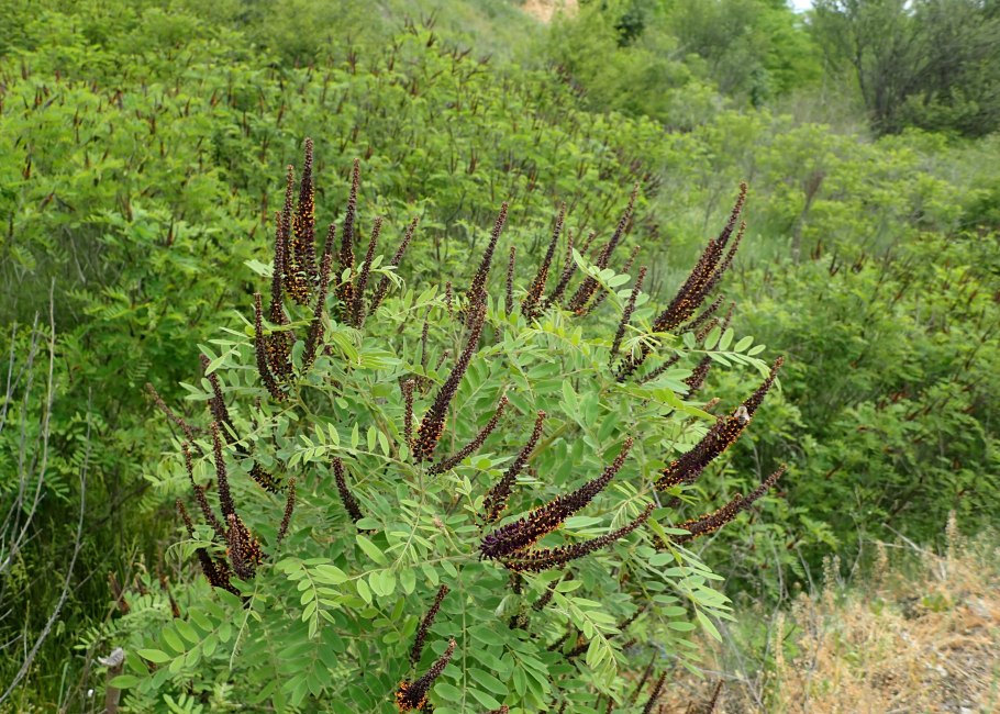 Amorpha fruticosa