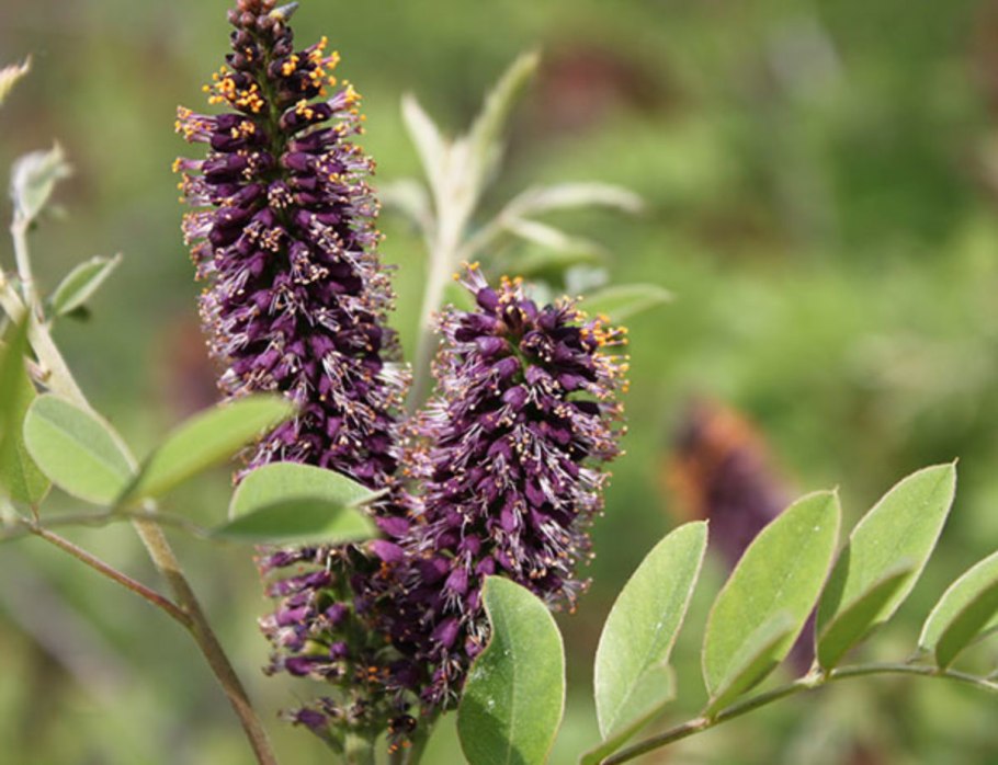 Аморфа травянистая