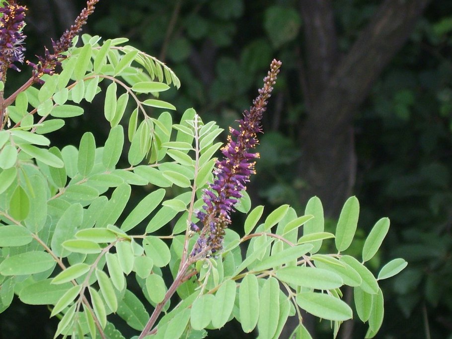 Аморфа кустарниковая - Amorpha fruticosa зимой