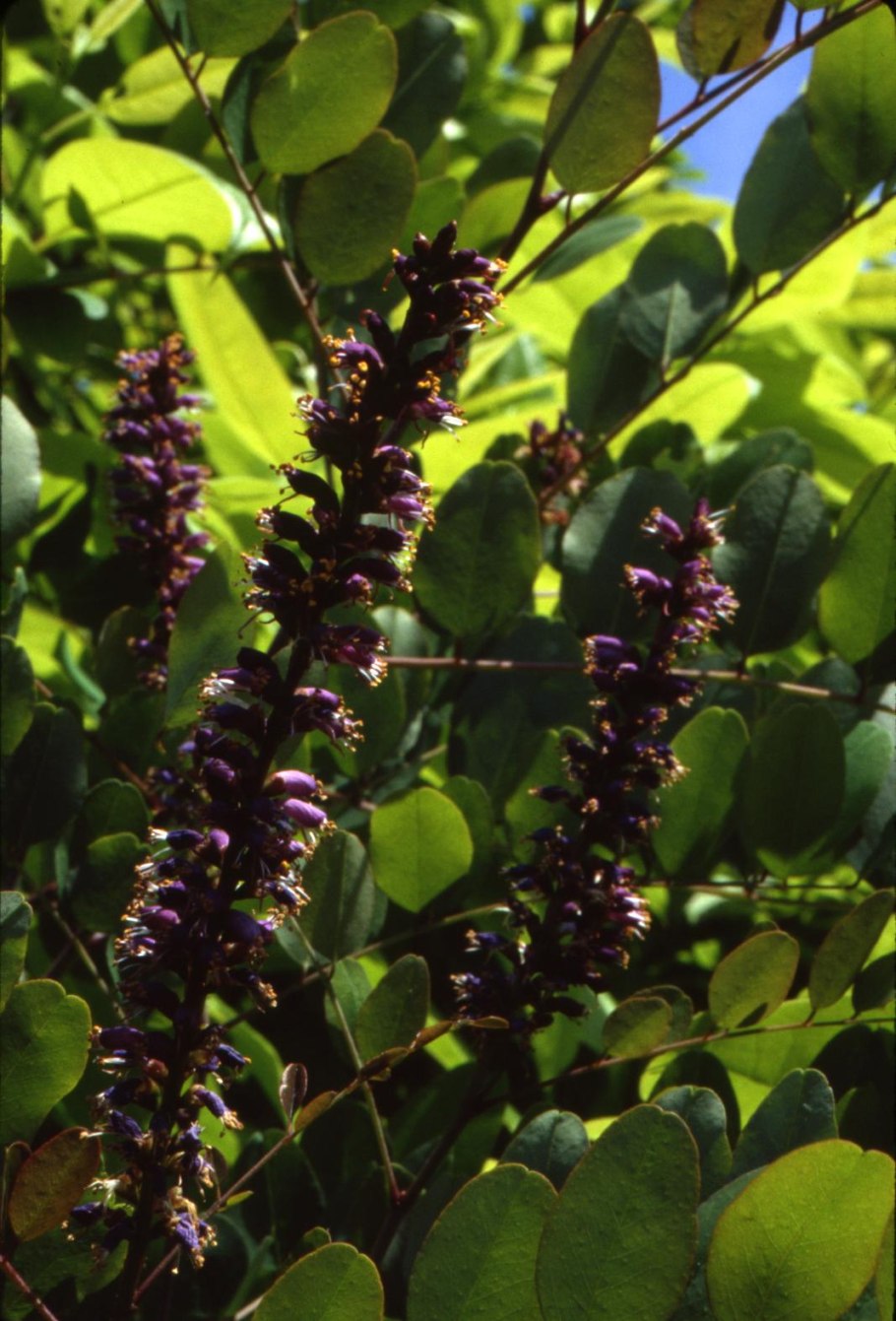 Аморфа кустарниковая