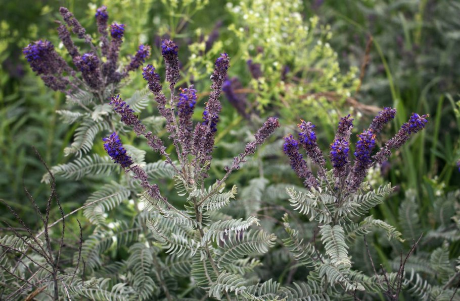 Amorpha canescens Аморфа