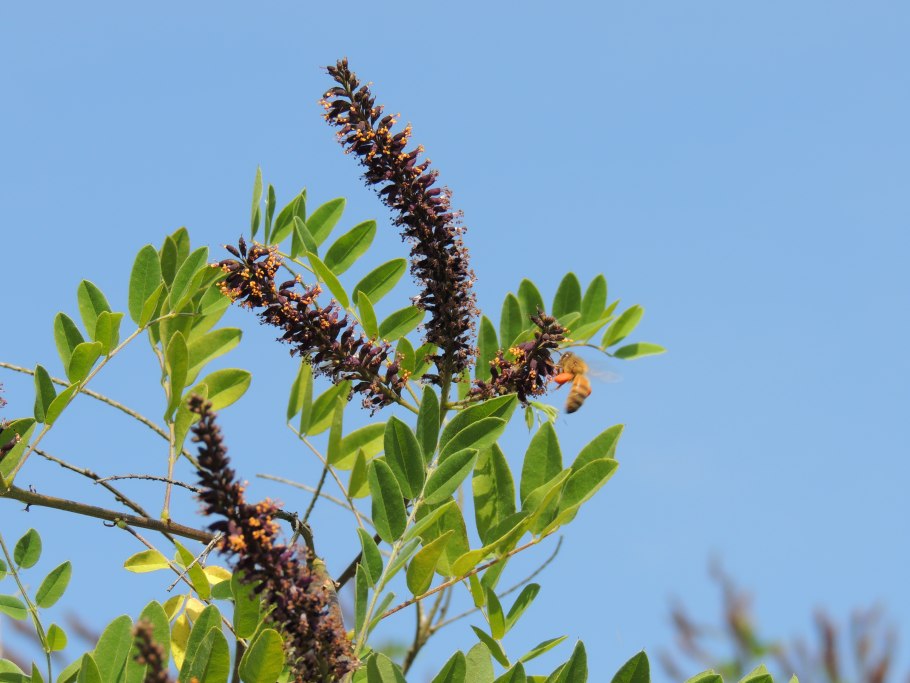 Аморфа кустарниковая куст