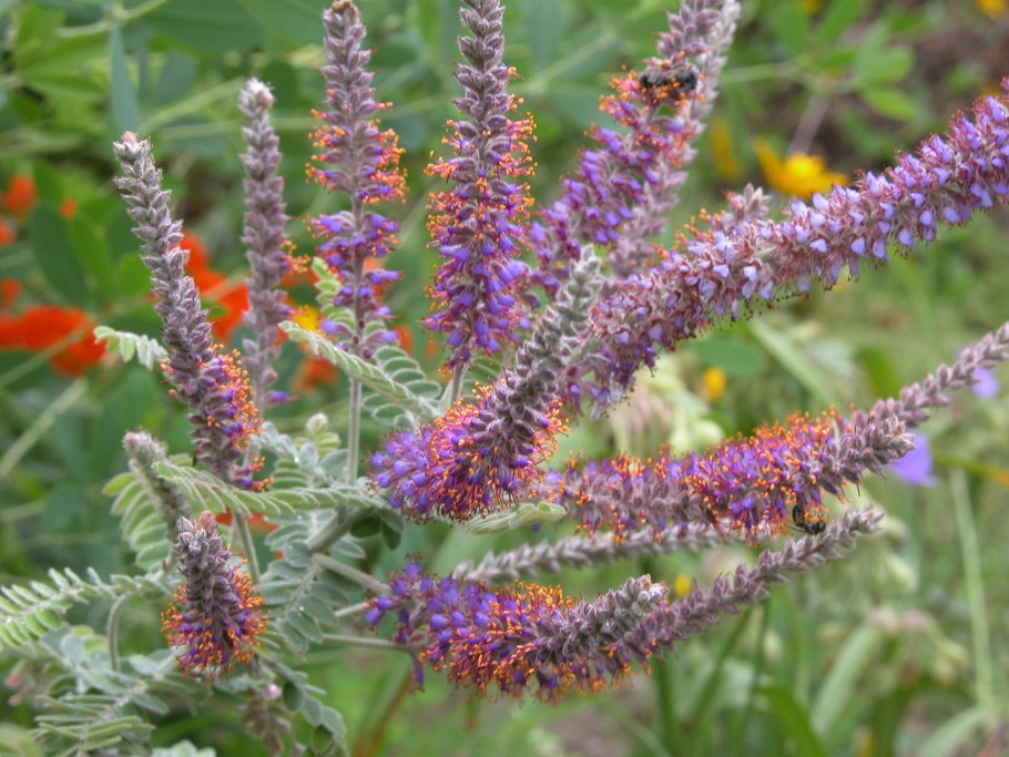 Аморфа кустарниковая