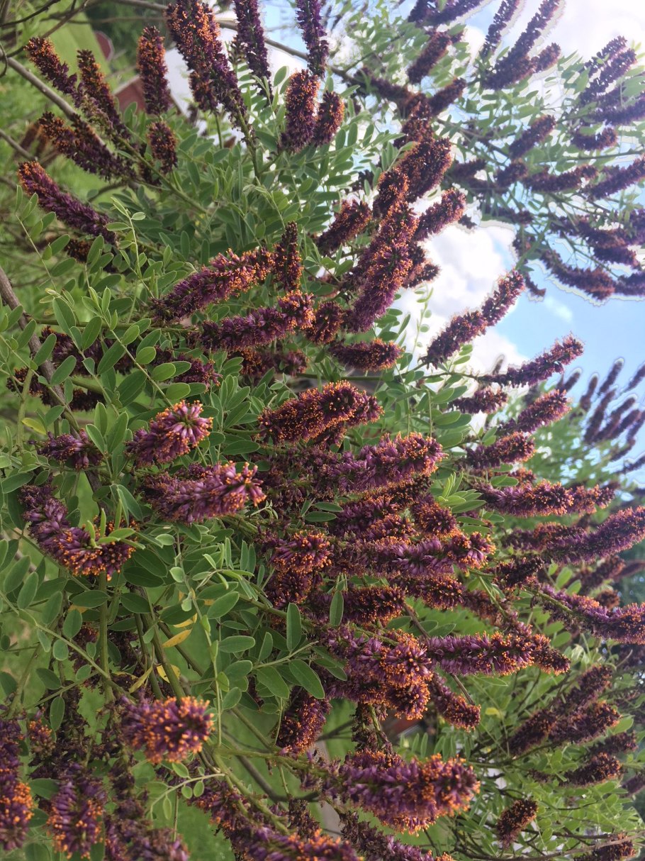 Аморфа кустарниковая Боб