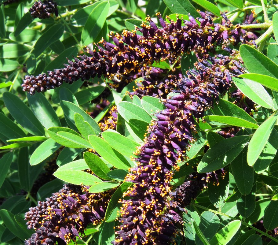 Amorpha roemeriana
