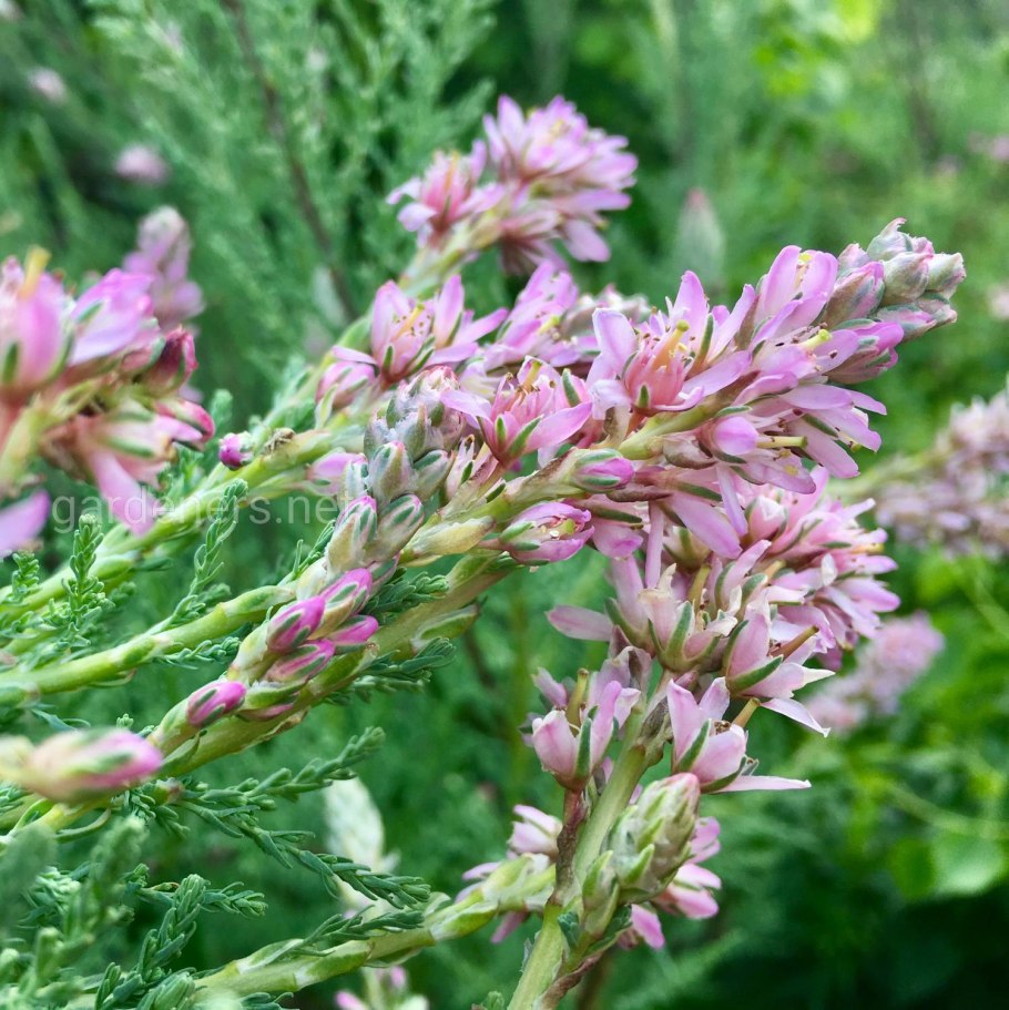Миркадия лисохвостиковач