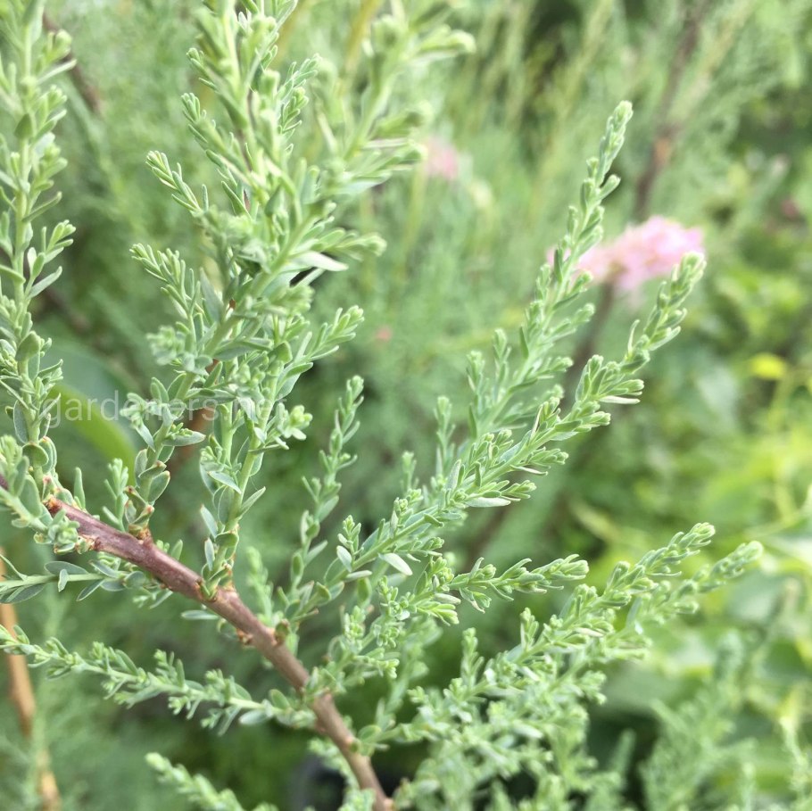 Тамарикс четырёхтычинковый