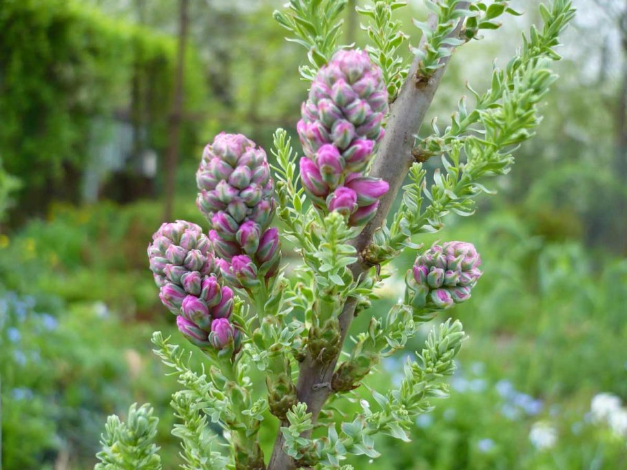 Мирикария Даурская