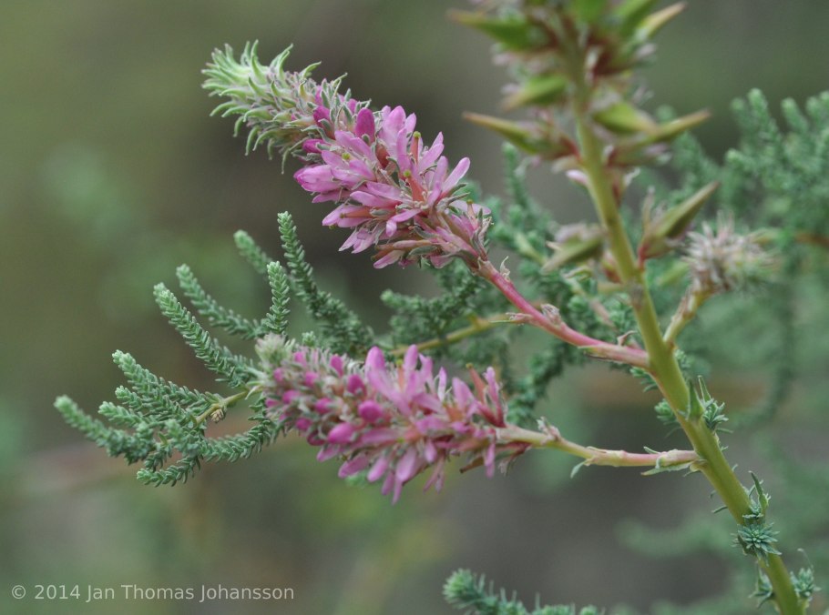 Мирикария в миксбордере