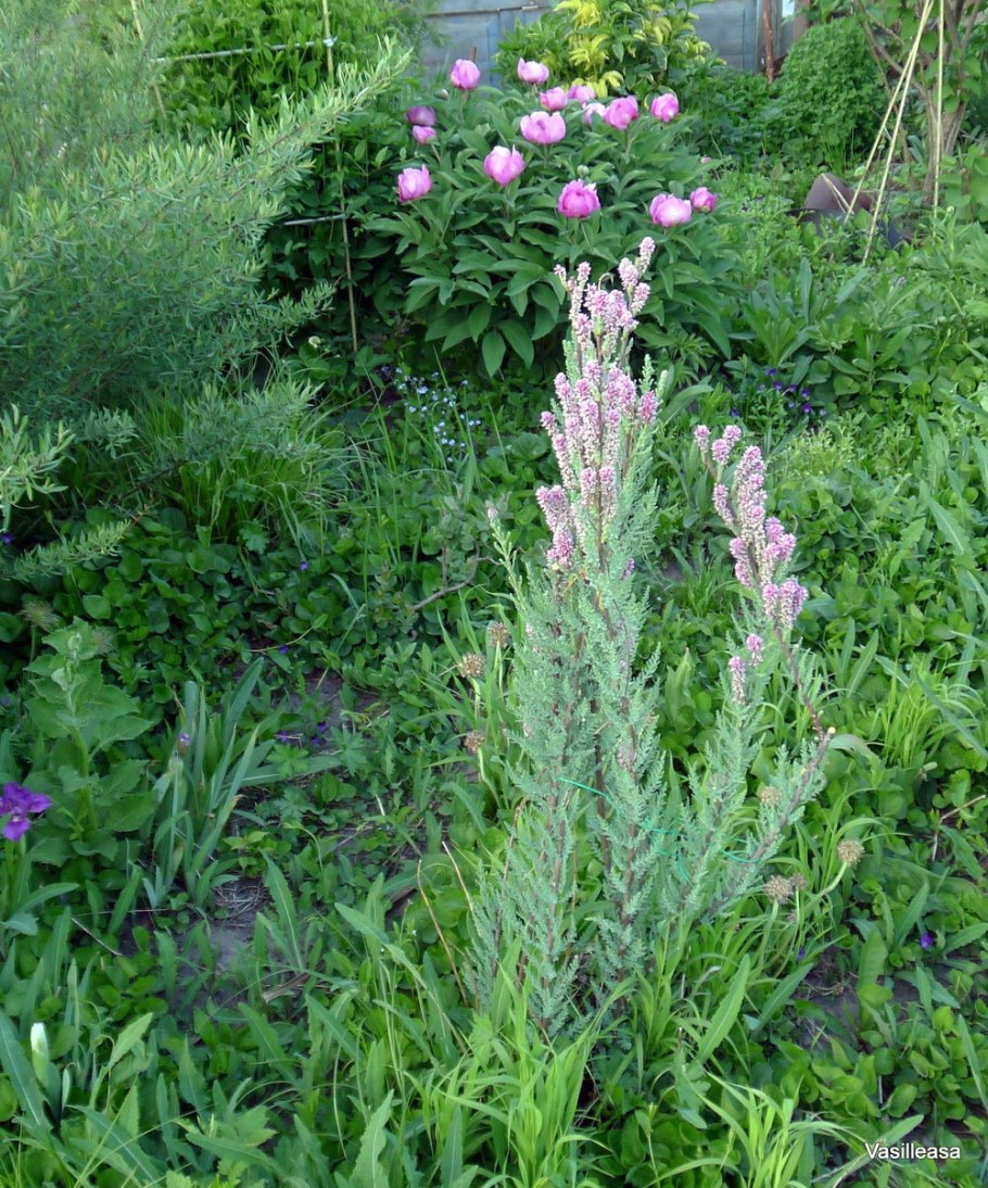 Мирикария лисохвостниковая