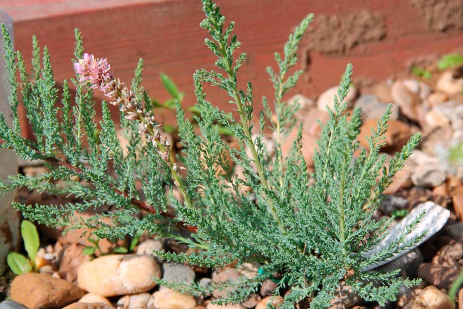 Мирикария Даурская