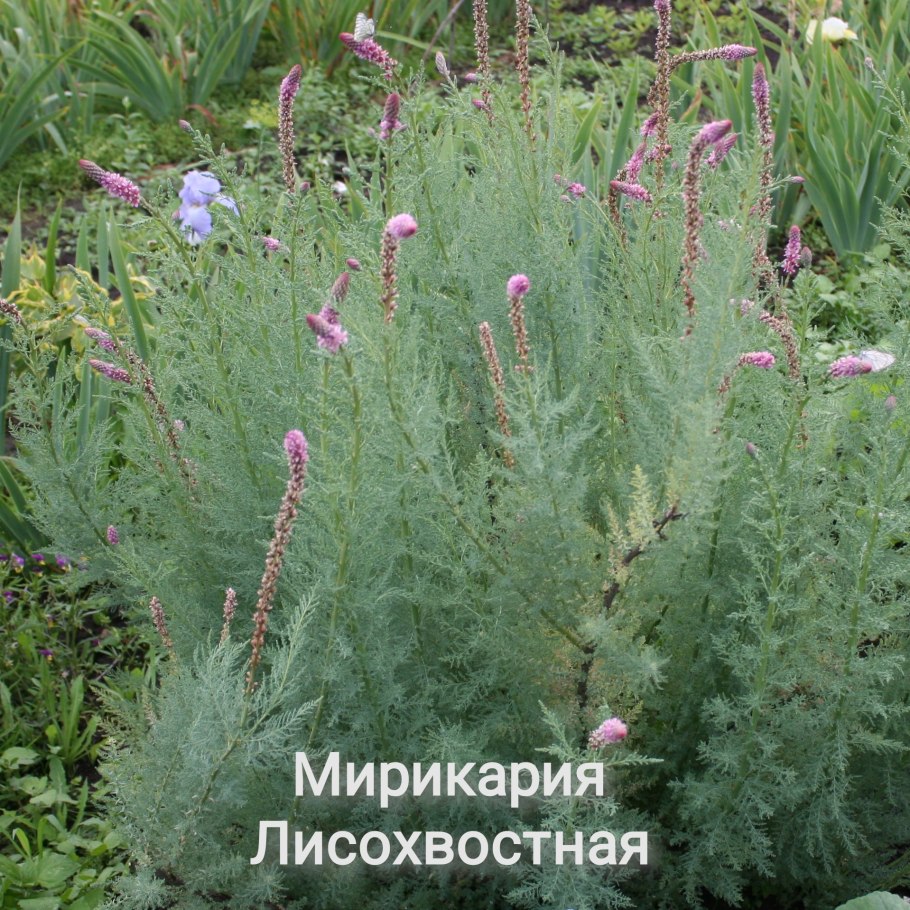 Мирикария Даурская, либо длиннолистная