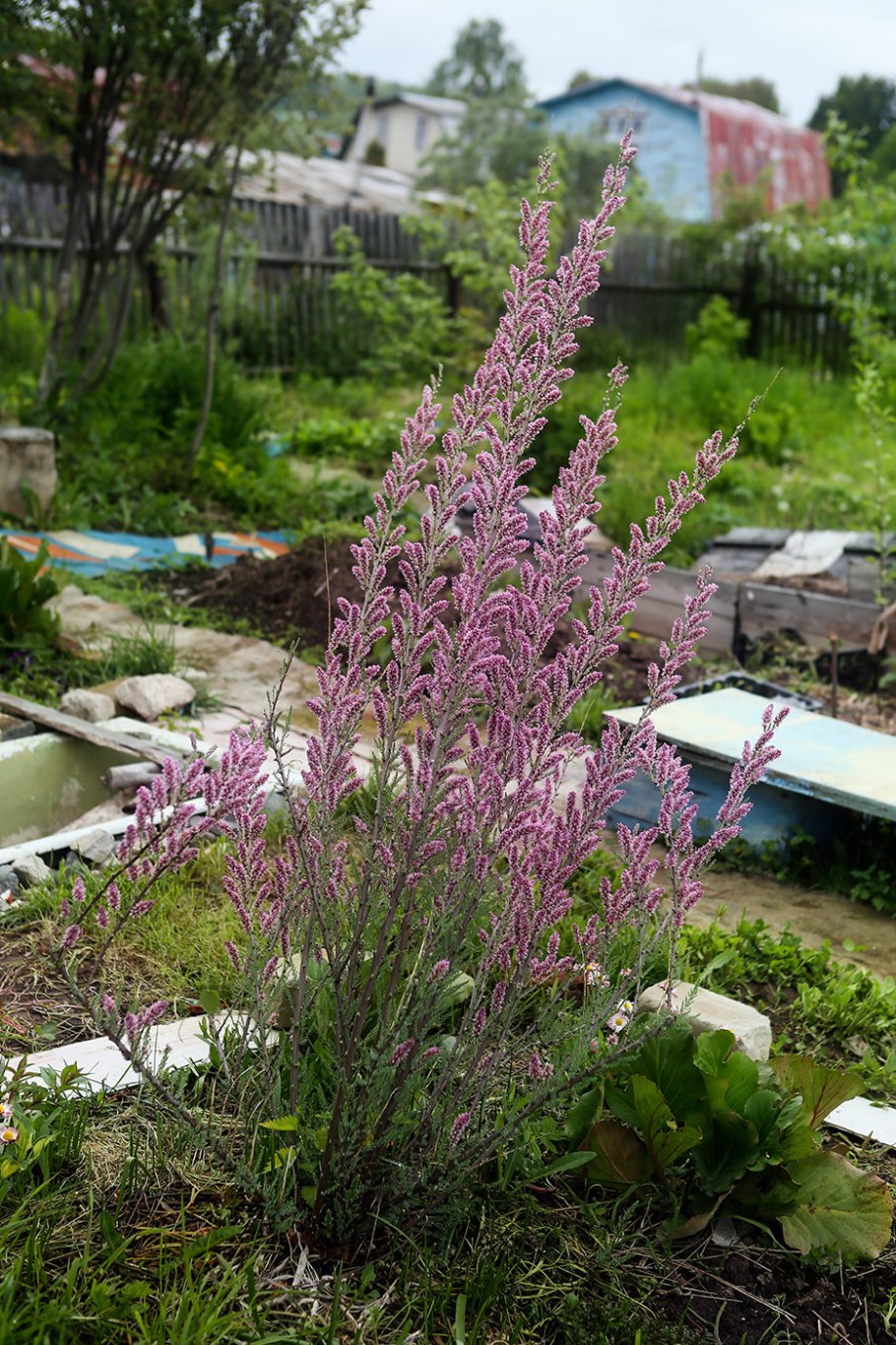 Мирикария (тамарикс)