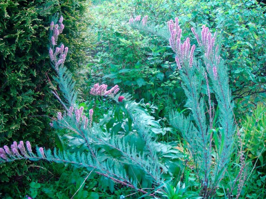 Мирикария (тамарикс)