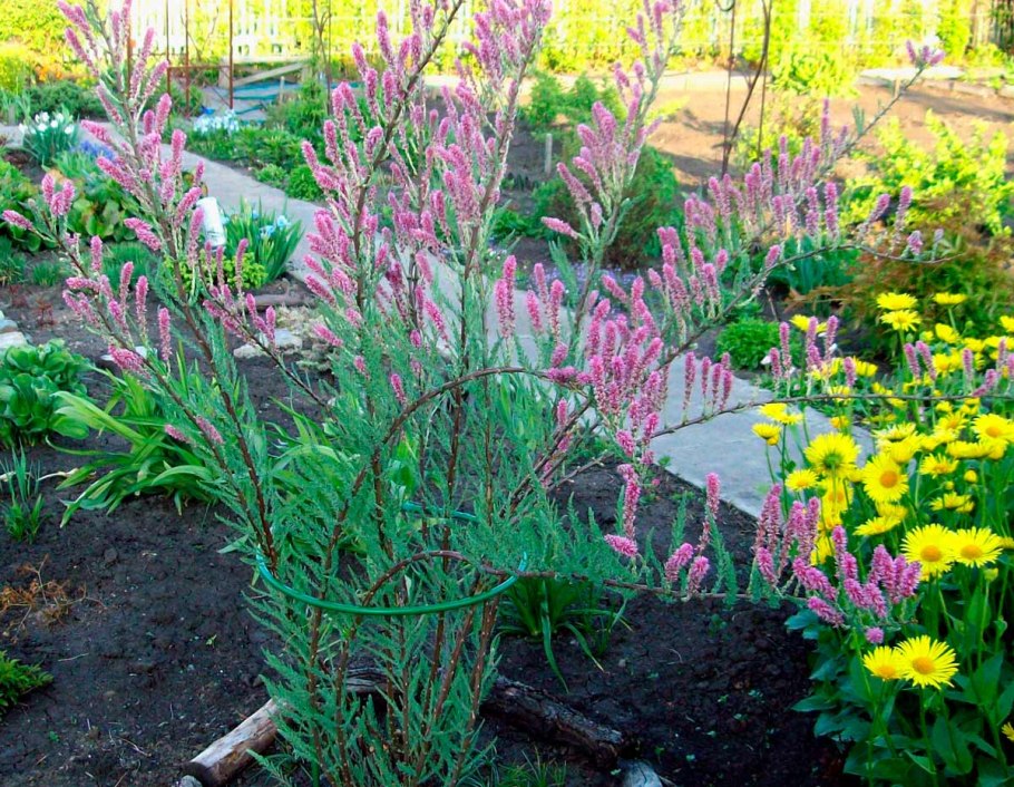 Мирикария (тамарикс)