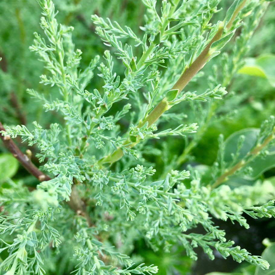 Мирикария (тамарикс)