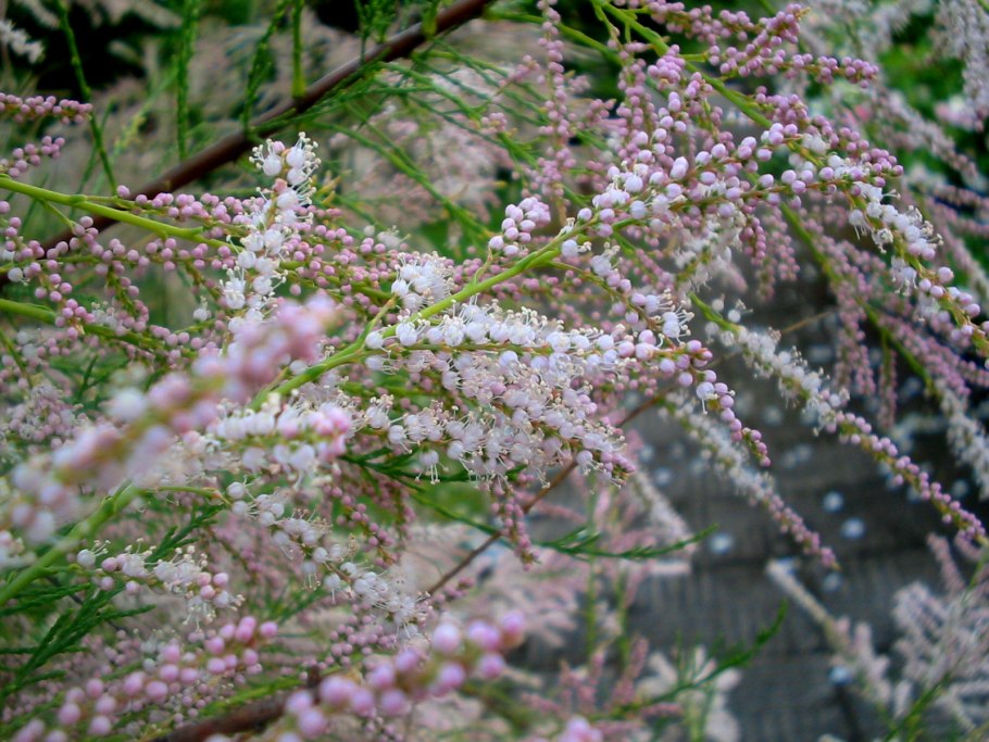 Мирикария Лисий хвост