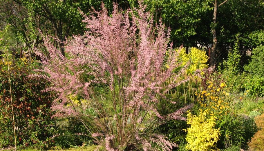 Кермек тамарикс