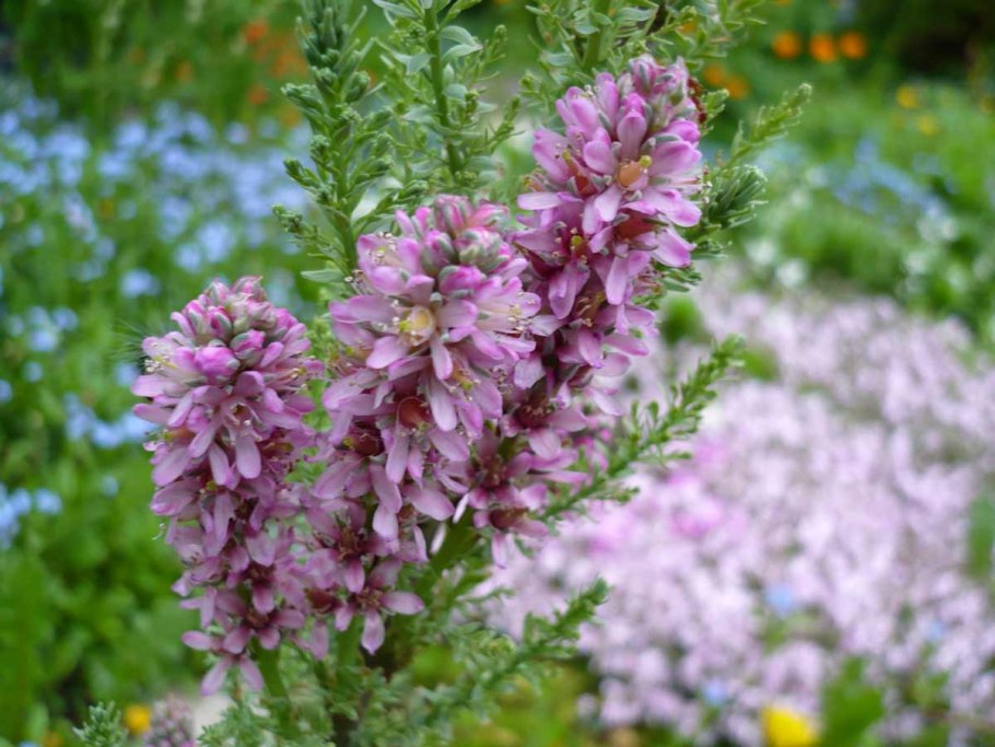 Мирикария лисохвостниковая