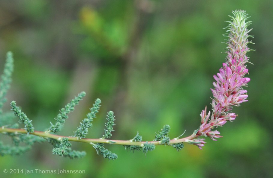 Мирикария лисохвостниковая