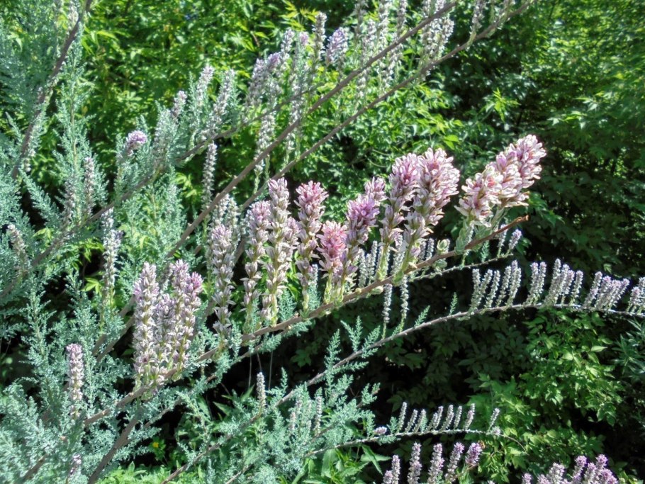 Тамарикс ramosissima