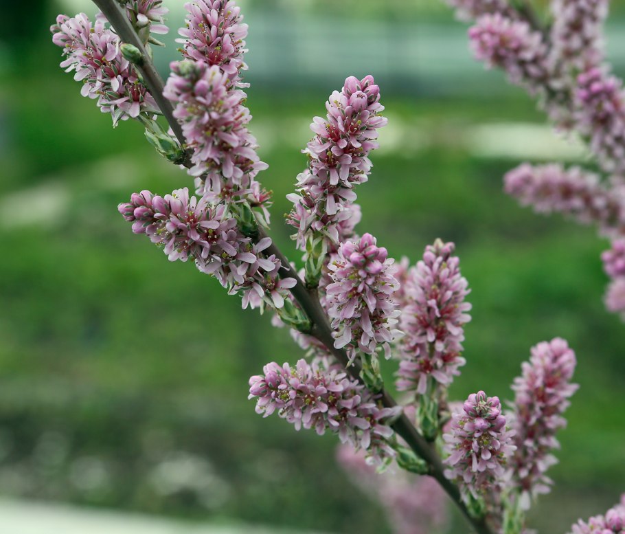 Мирикария лисохвостниковая