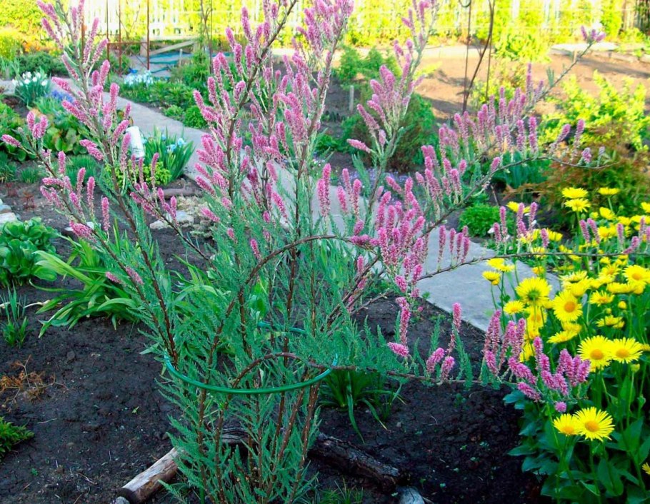 Мирикария длиннолистная