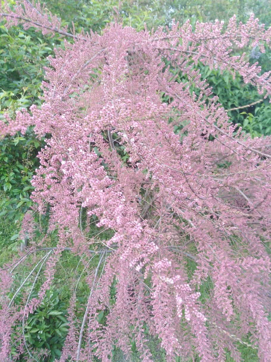 Мирикария Даурская размножение