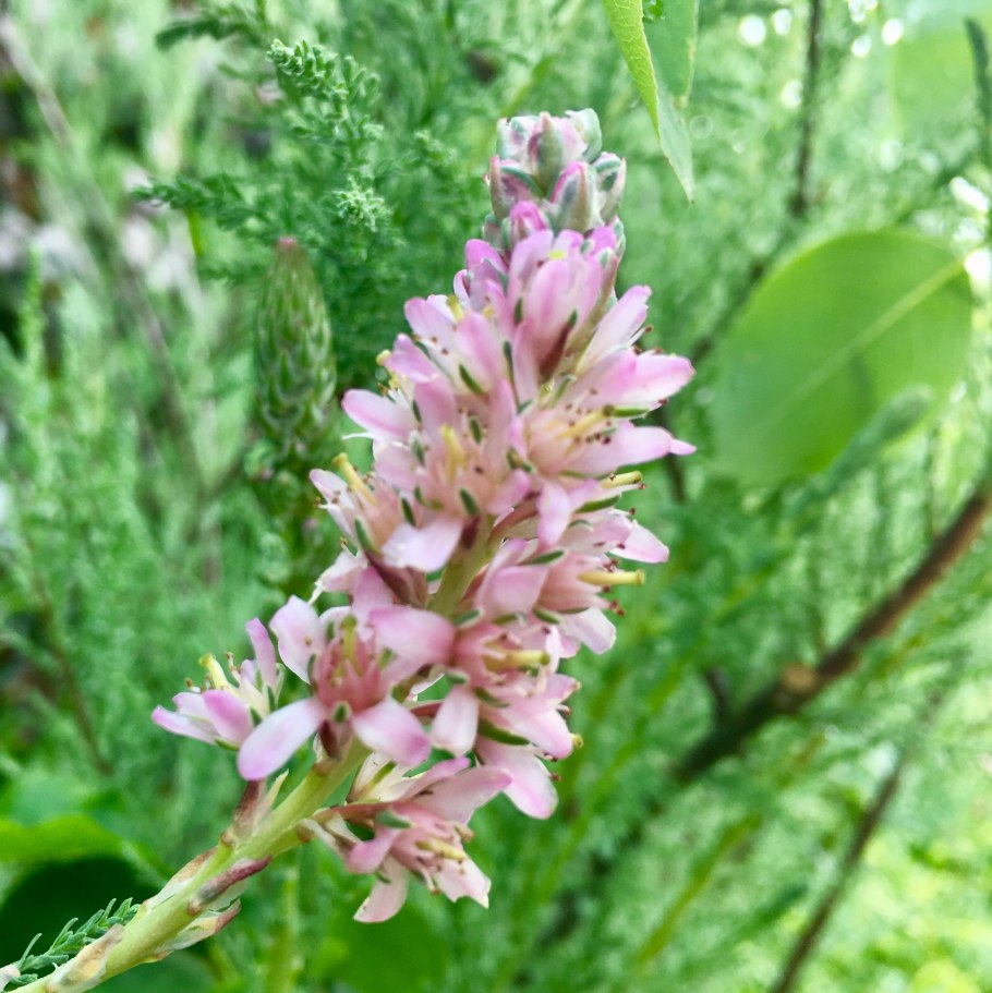 Мирикария лисохвостная