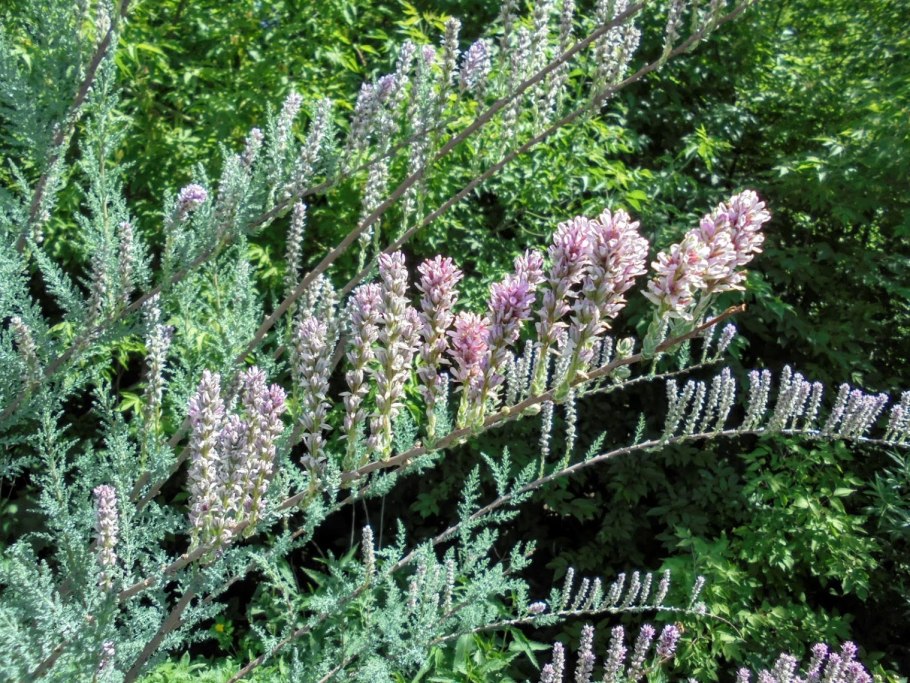 Мирикария (тамарикс)