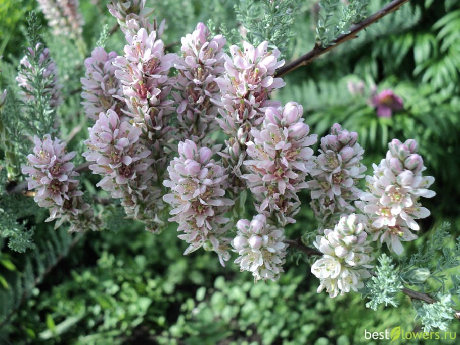 Мирикария лисохвостниковая