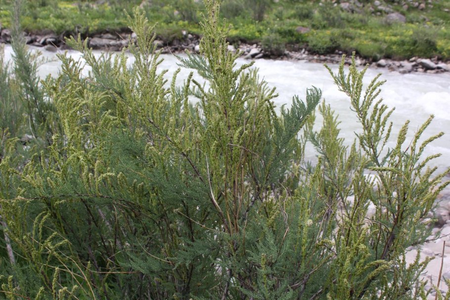 Мирикария лисохвостниковая