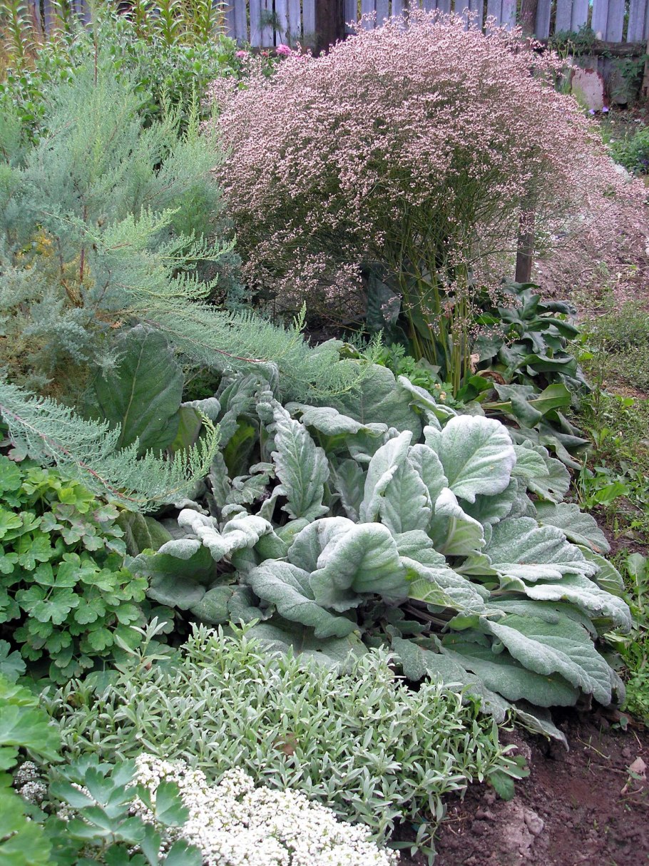 Мири кария лисохвостиковая