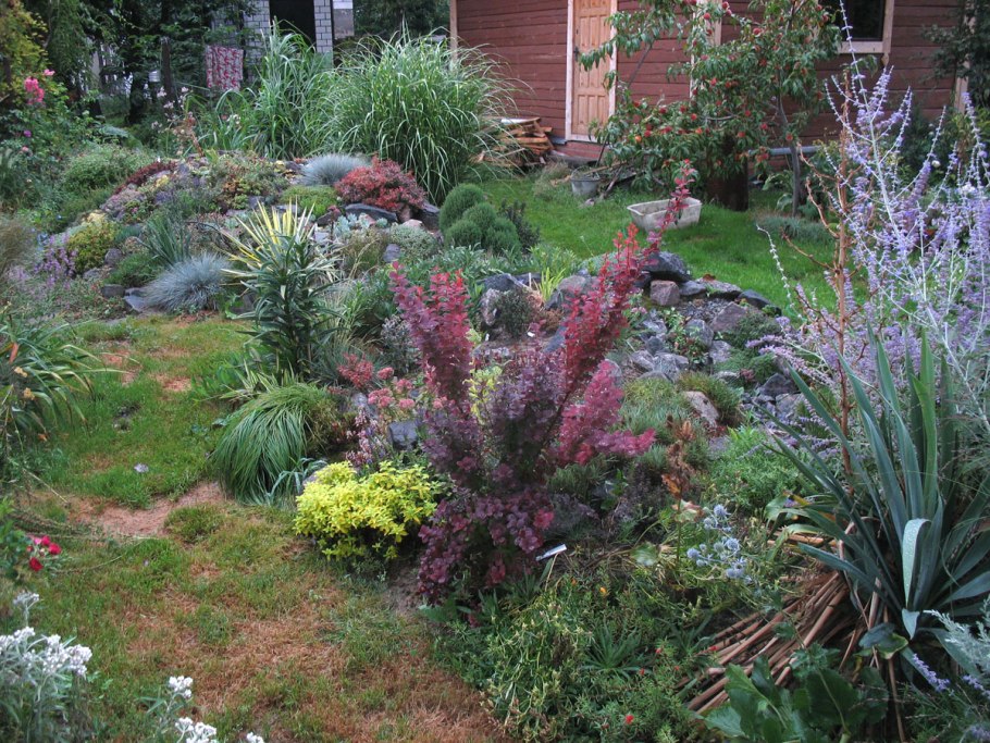 Барбарис в ландшафтном дизайне