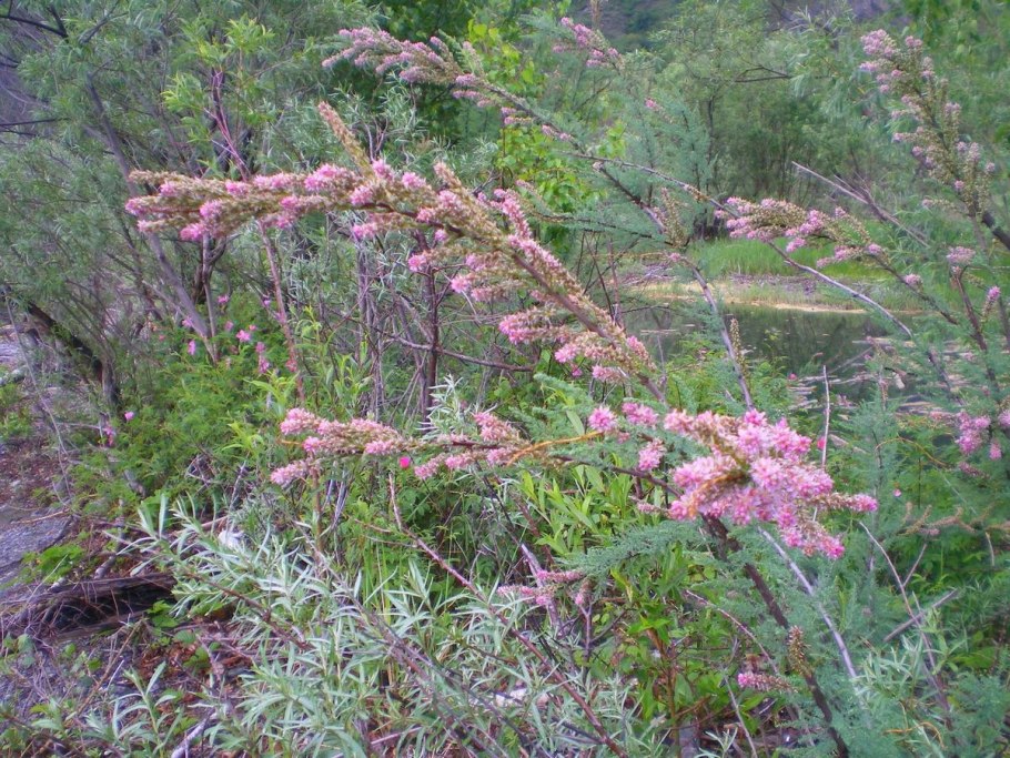 Тамарикс рамосиссима