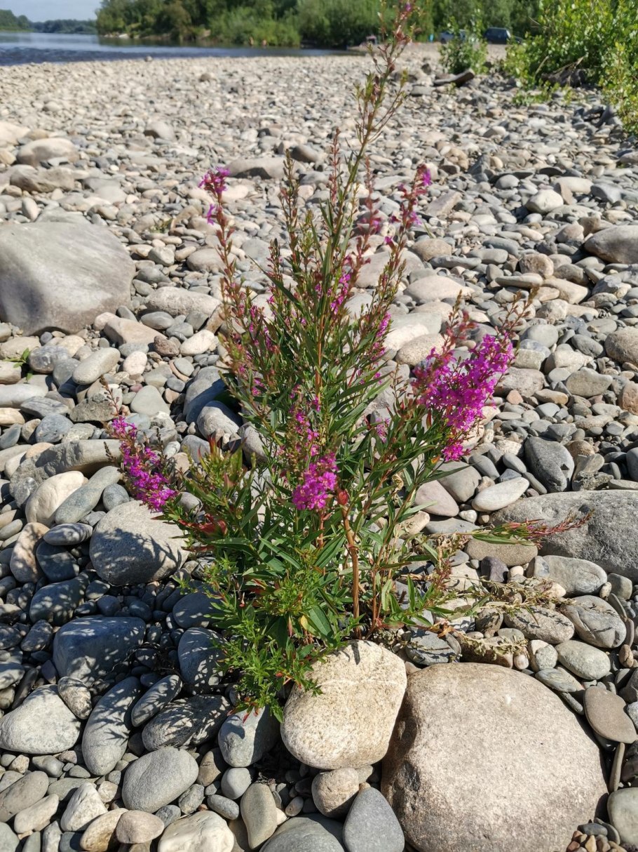Chamaenerion angustifolium