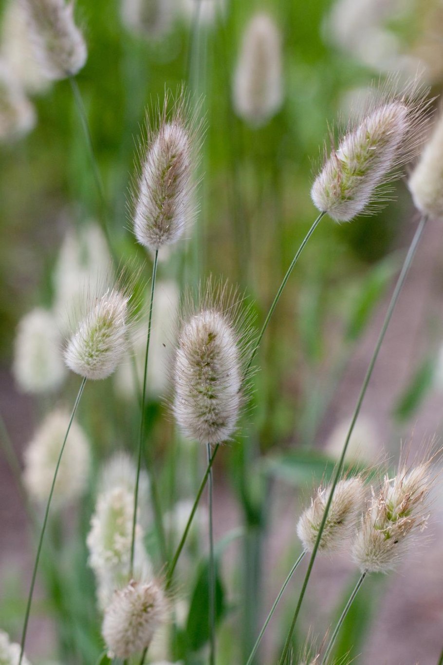 Лагурус сухоцвет салатовый 30шт