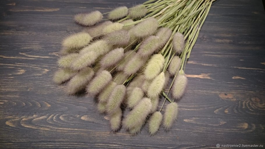 Перистощетинник мохнатый Pennisetum villosum