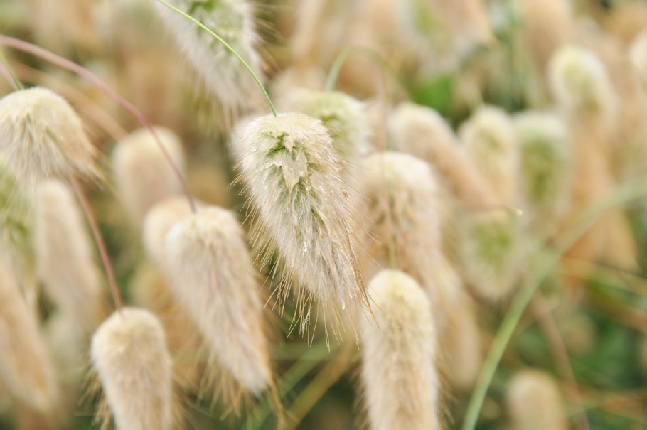 Кардус сухоцвет