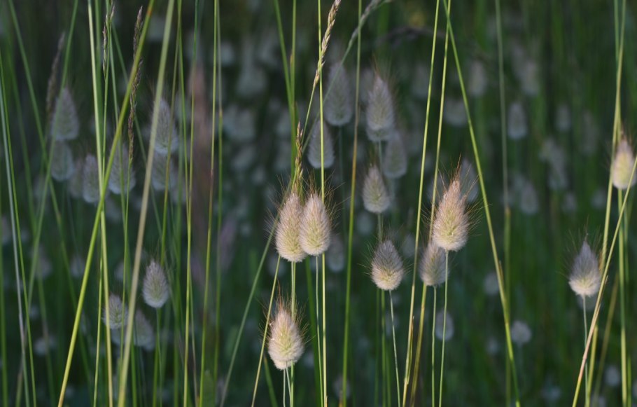 Лагурус зайцехвост Банни Тэйлс