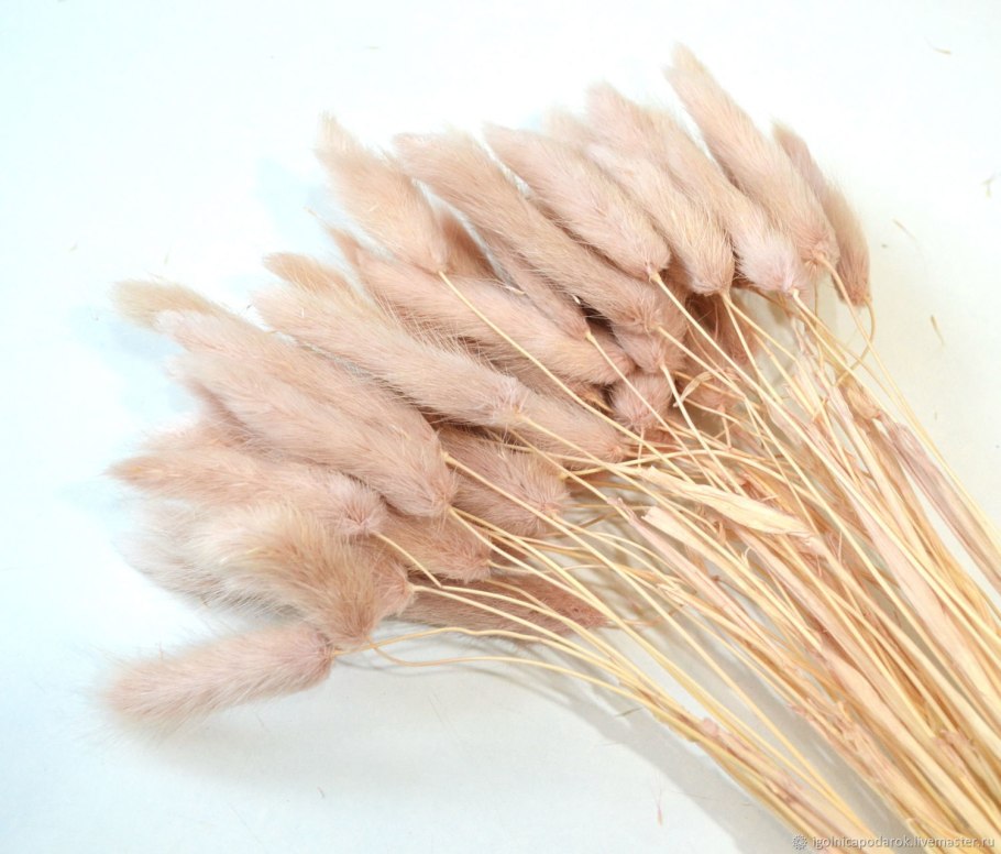 Лагурус cухоцвет