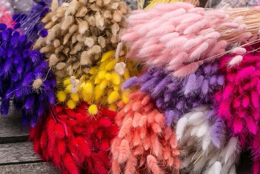 Зайцехвост полевой