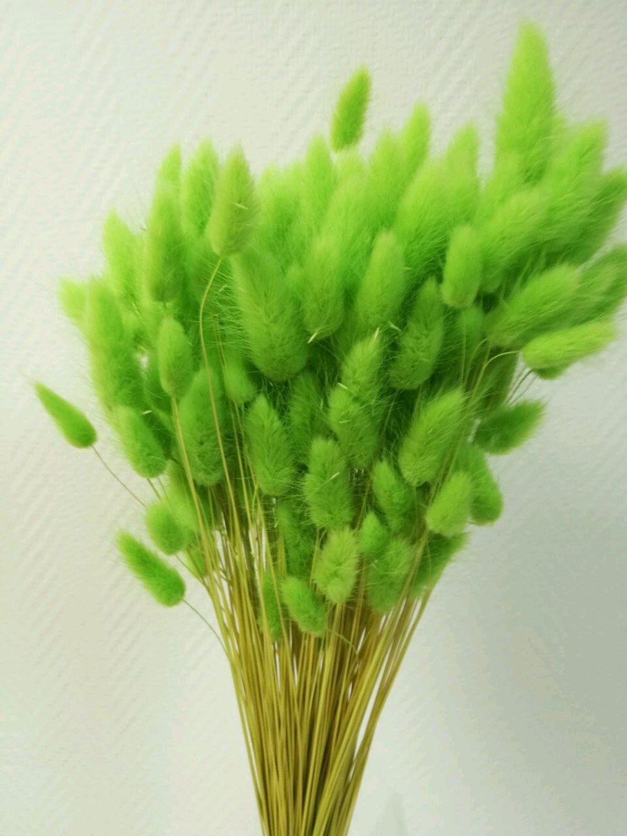 Зайцехвост «Lagurus »